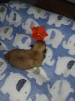 Tiny, a male Pomeranian for sale in Strasburg, CO – 4 of 5