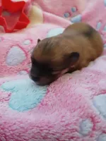 Scarlet O'Hara, a female Pomeranian for sale in Strasburg, CO – 2 of 4