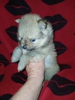  Jake, a male Pomeranian for sale in Strasburg, CO – 4 of 6