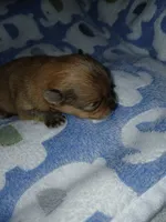Rooster, a male Pomeranian for sale in Strasburg, CO – 2 of 4