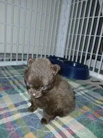 Riddick, a male Pomeranian for sale in Strasburg, CO – 2 of 2