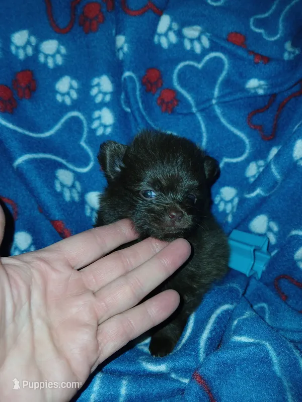 Riddick – Pomeranian puppy for sale in Strasburg, CO