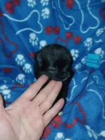 Midnight, a male Pomeranian for sale in Strasburg, CO – 4 of 4