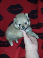 Jake, a male Pomeranian for sale in Strasburg, CO – 3 of 6