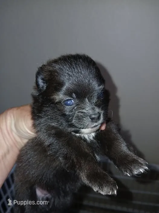 Missy – Pomeranian puppy for sale in Strasburg, CO