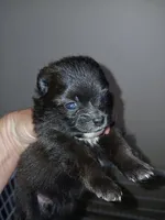 Missy, a female Pomeranian for sale in Strasburg, CO – 1 of 1