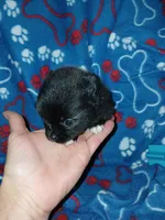 Midnight, a male Pomeranian for sale in Strasburg, CO – 3 of 4