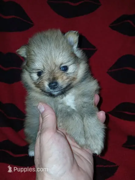  Jake – Pomeranian puppy for sale in Strasburg, CO