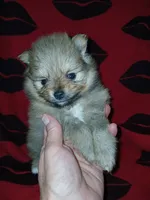 Jake, a male Pomeranian for sale in Strasburg, CO – 1 of 6