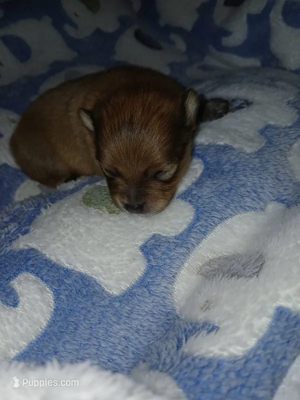 Rooster – Pomeranian puppy for sale in Strasburg, CO