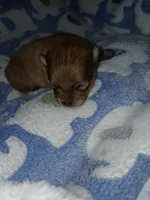 Rooster, a male Pomeranian for sale in Strasburg, CO – 1 of 4