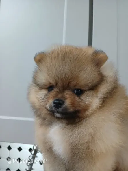  Jake – Pomeranian puppy for sale in Strasburg, CO