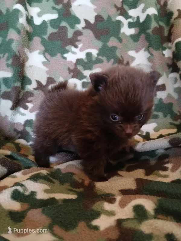 Riddick – Pomeranian puppy for sale in Strasburg, CO