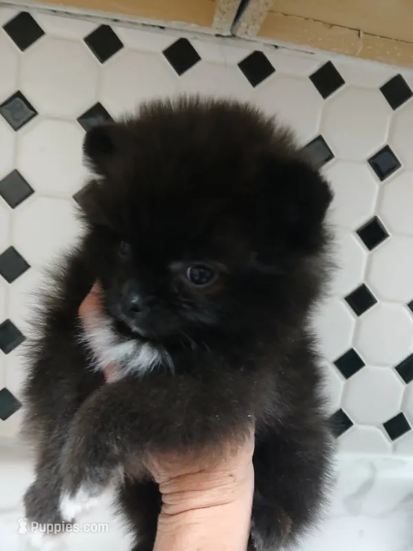 Maverick – Pomeranian puppy for sale in Strasburg, CO