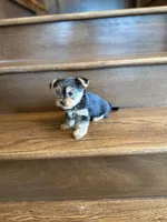 Rain, a male Yorkshire Terrier for sale in Paris, TX – Photo 4 of 5