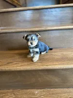 Rain, a male Yorkshire Terrier for sale in Paris, TX – Photo 2 of 5