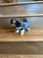 Rain, a male Yorkshire Terrier for sale in Paris, TX – Photo 3 of 5