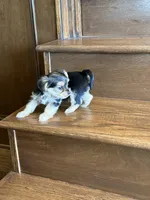 Poppy, a female Yorkshire Terrier for sale in Paris, TX – Photo 5 of 6