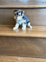 Poppy, a female Yorkshire Terrier for sale in Paris, TX – Photo 2 of 6