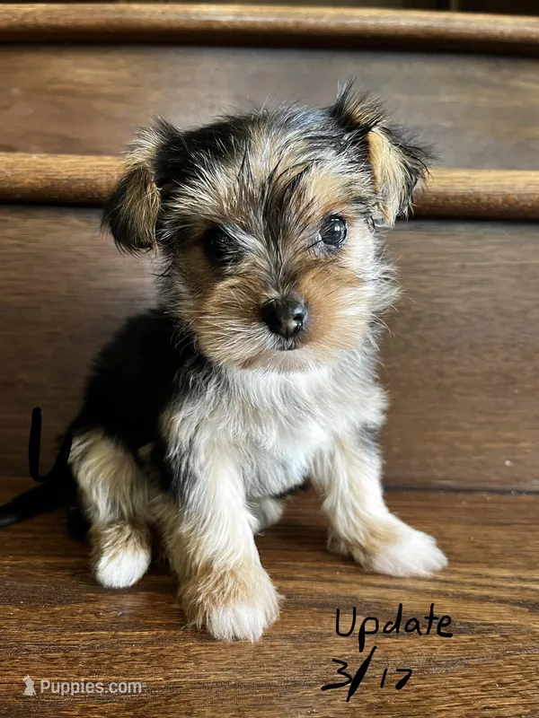 Poppy – Yorkshire Terrier puppy for sale in Paris, TX