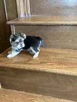 Poppy, a female Yorkshire Terrier for sale in Paris, TX – Photo 3 of 6