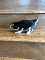 Poppy, a female Yorkshire Terrier for sale in Paris, TX – Photo 4 of 6