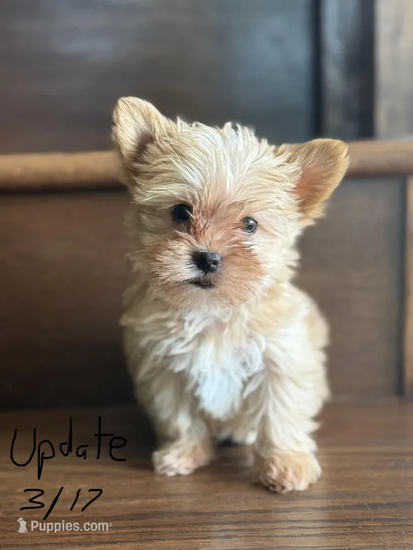 Sunny – Yorkshire Terrier puppy for sale in Paris, TX
