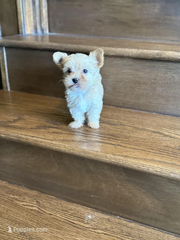 Sunny – Yorkshire Terrier puppy for sale in Paris, TX