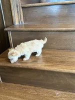 Sunny, a male Yorkshire Terrier for sale in Paris, TX – Photo 4 of 5