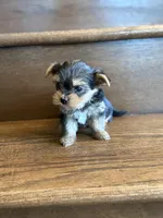Willow, a female Yorkshire Terrier for sale in Paris, TX – Photo 2 of 5