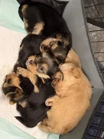 Willow, a female Yorkshire Terrier for sale in Paris, TX – Photo 5 of 5