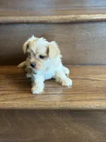 Sky, a male Yorkshire Terrier for sale in Paris, TX – Photo 3 of 5