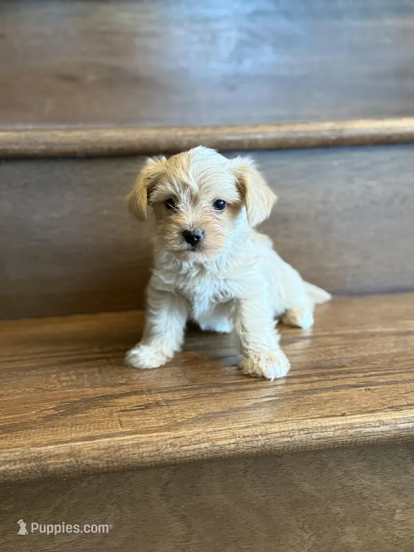 Sky – Yorkshire Terrier puppy for sale in Paris, TX