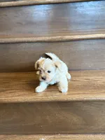 Sky, a male Yorkshire Terrier for sale in Paris, TX – Photo 4 of 5