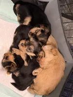 Sky, a male Yorkshire Terrier for sale in Paris, TX – Photo 5 of 5