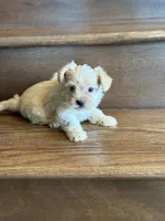 Sky, a male Yorkshire Terrier for sale in Paris, TX – Photo 2 of 5