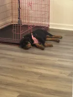 Sunnie, a female Rottweiler for sale in Mcdonough, GA – 6 of 8