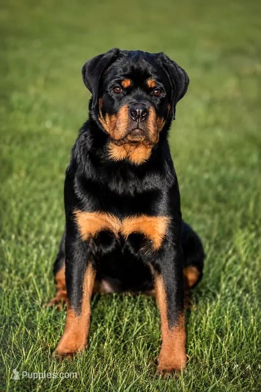 Sunnie – Rottweiler puppy for sale in Mcdonough, GA