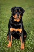 Sunnie, a female Rottweiler for sale in Mcdonough, GA – 1 of 8