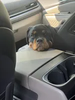 Sunnie, a female Rottweiler for sale in Mcdonough, GA – 8 of 8
