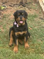 Sunnie, a female Rottweiler for sale in Mcdonough, GA – 7 of 8