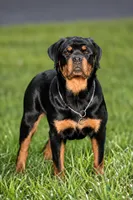 Sunnie, a female Rottweiler for sale in Mcdonough, GA – 3 of 8
