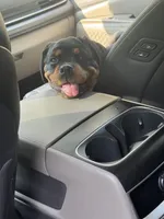 Sunnie, a female Rottweiler for sale in Mcdonough, GA – 4 of 8