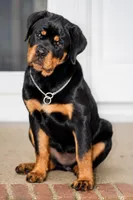 Sunnie, a female Rottweiler for sale in Mcdonough, GA – 2 of 8