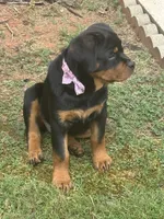 Sunnie, a female Rottweiler for sale in Mcdonough, GA – 5 of 8