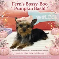 Fern, a female Morkie for sale in Taylor, TX – 5 of 5