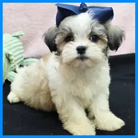 Isaiah, a male Maltese and Shih Tzu for sale in Austin, TX – 2 of 4