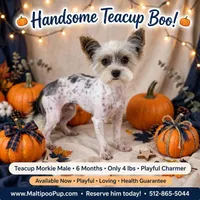 Jayden, a male Morkie for sale in Taylor, TX – 2 of 4