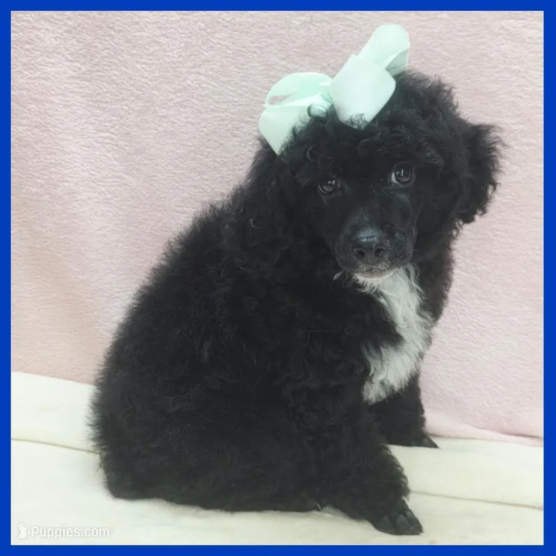 King – Poodle - Miniature  puppy for sale in Taylor, TX