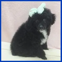 King, a male Poodle - Miniature  for sale in Taylor, TX – 1 of 4